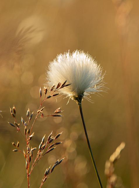 6 Cotton Grass by Barbara Austin